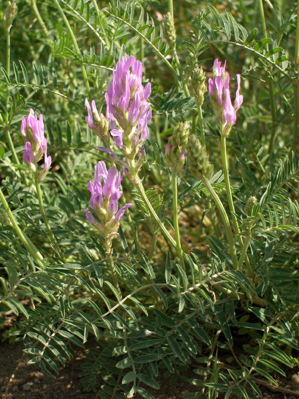 Изображение особи Astragalus onobrychis.