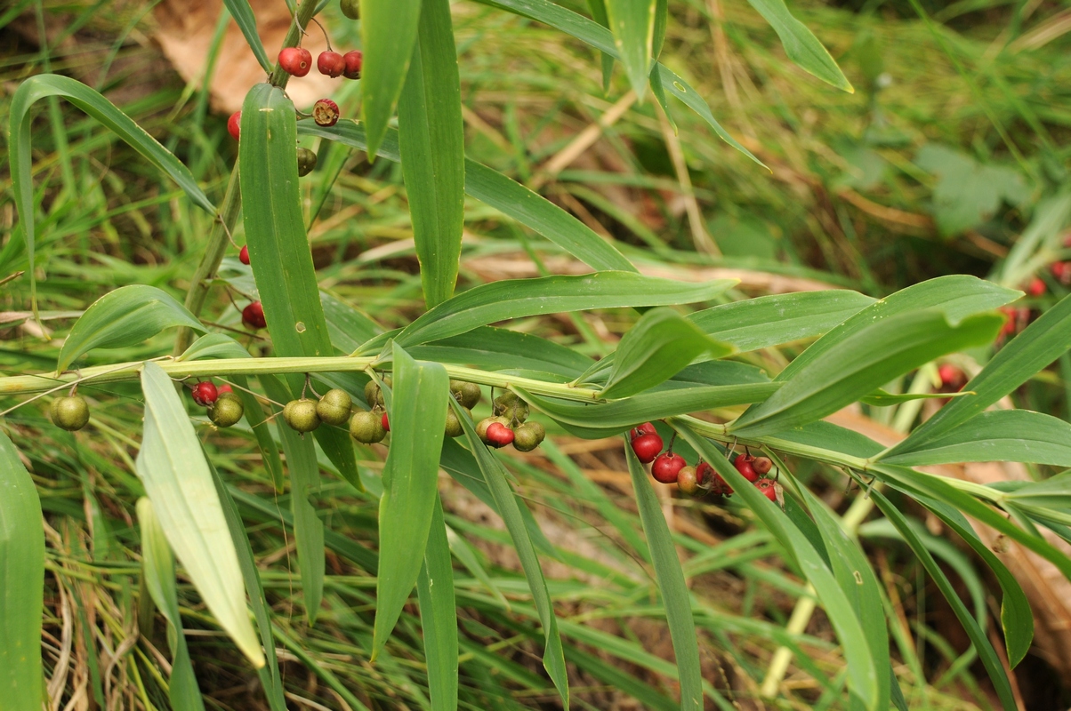 Изображение особи Polygonatum roseum.