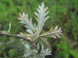 Potentilla argentea. Лист, поражённый грибом Phragmidium potentillae (вид на абаксиальную поверхность). Северная Осетия, Пригородный р-н, окр. с. Михайловское, дорога на краю поля. 17.06.2021.