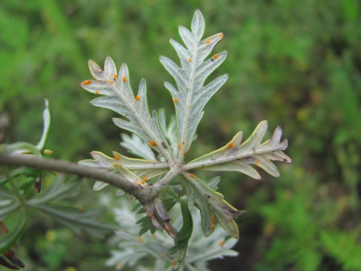 Image of Potentilla argentea specimen.