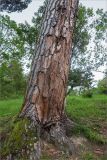 Pinus pinea. Нижняя часть ствола. Краснодарский край, г. Сочи, парк \"Дендрарий\", невдалеке от Японского сада, в культуре. 11.05.2021.