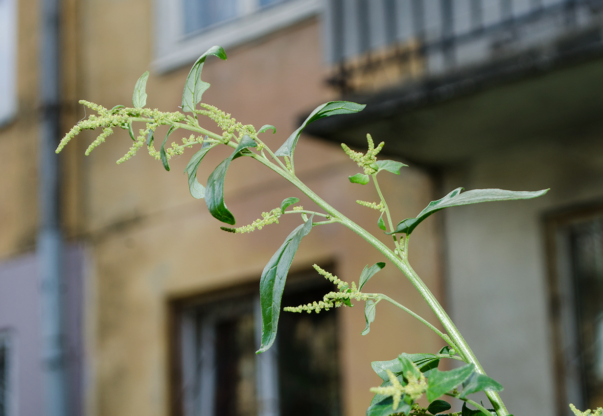 Image of Atriplex sagittata specimen.