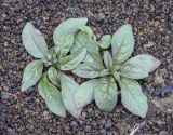 genus Epilobium