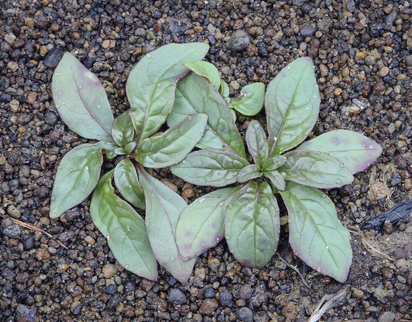 Image of genus Epilobium specimen.