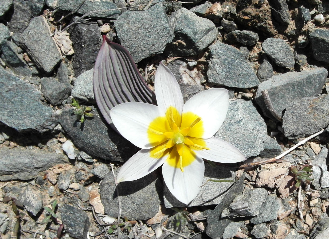 Image of Tulipa regelii specimen.