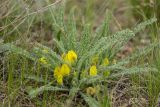 Astragalus henningii. Цветущее растение. Калмыкия, Целинный р-н, окр. села Троицкое, балка Каменная, сухая степь. 17.04.2022.