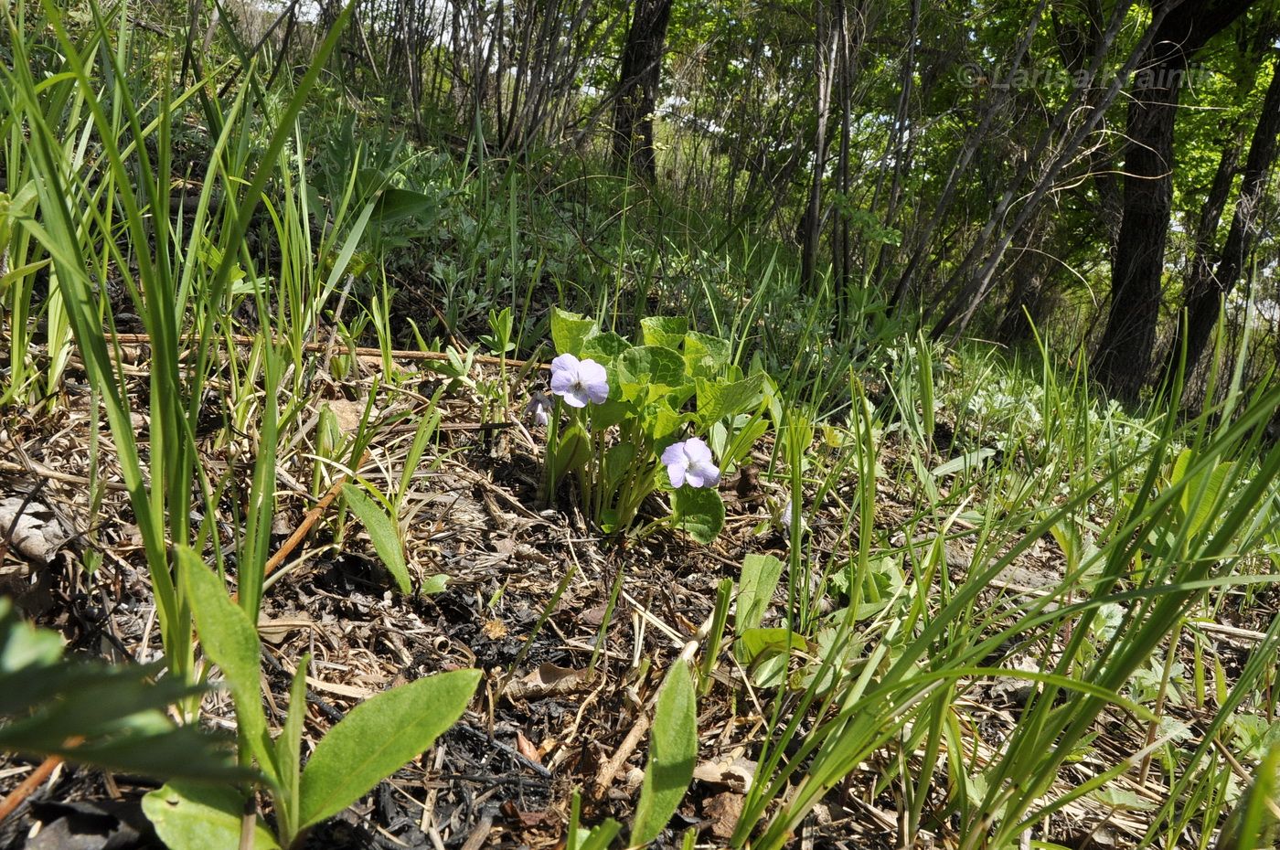 Image of Viola brachysepala specimen.