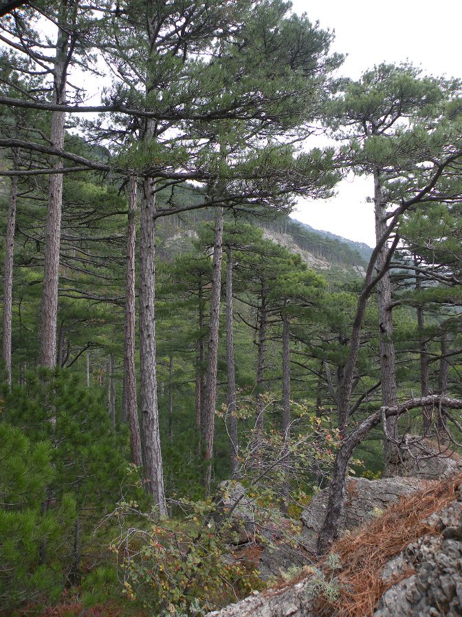 Image of Pinus pallasiana specimen.