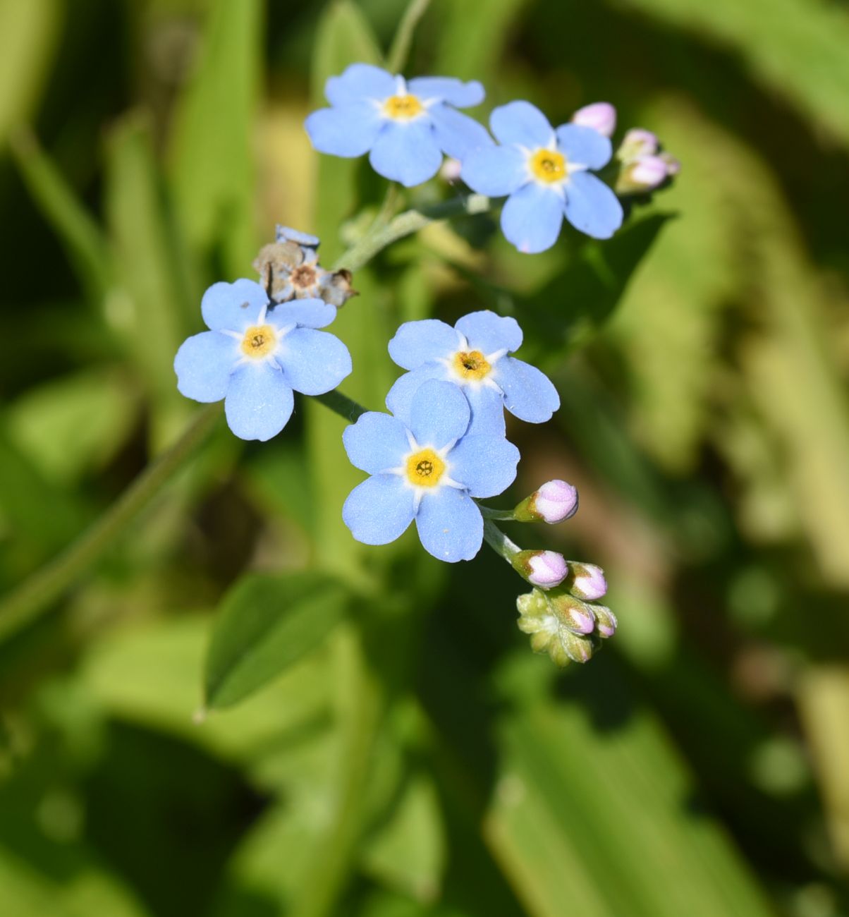 Изображение особи Myosotis palustris.