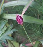 Tulipa humilis