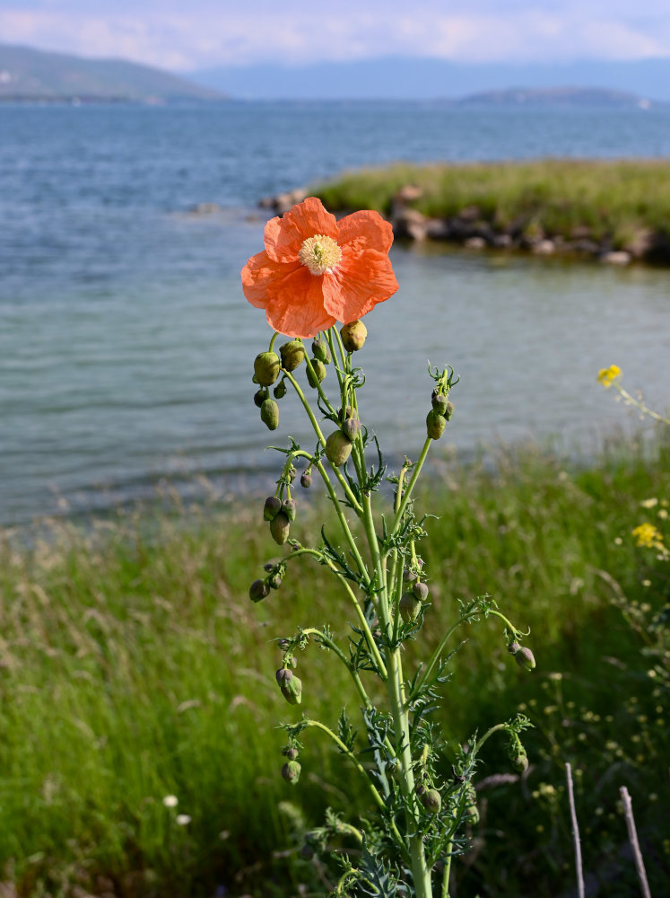 Изображение особи Papaver armeniacum.