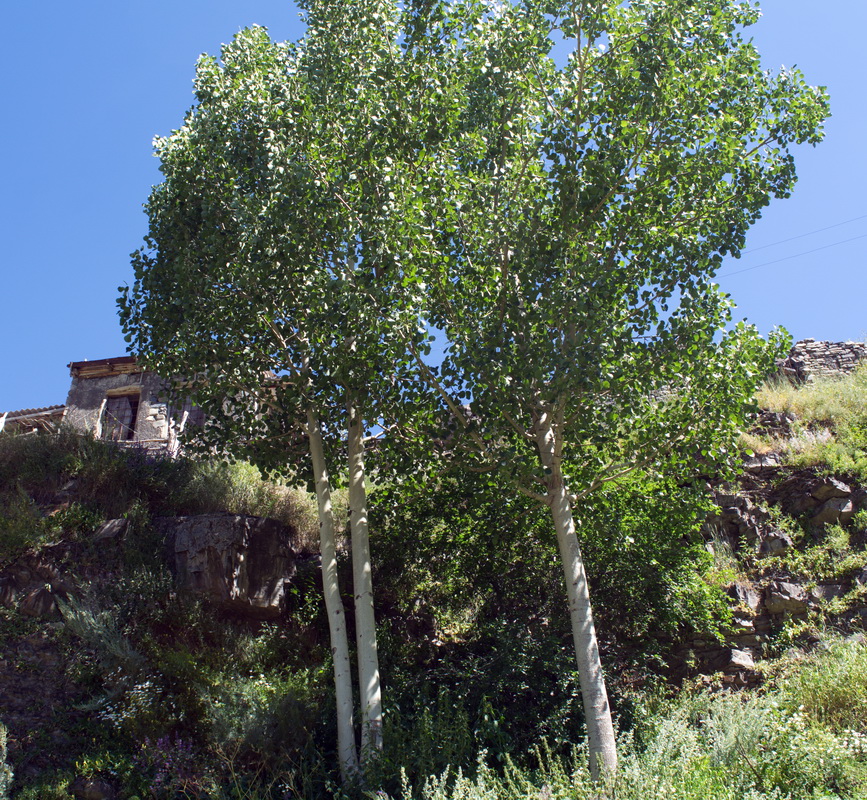 Image of Populus tremula specimen.