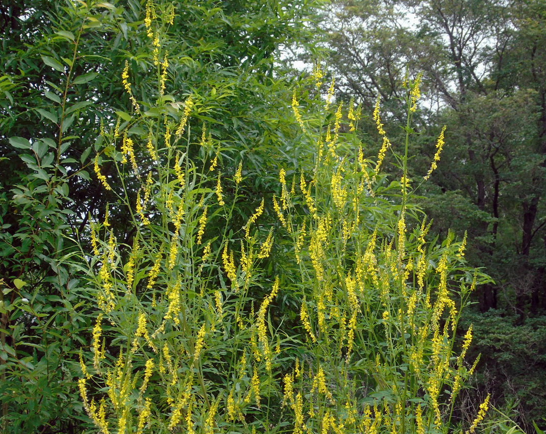 Изображение особи Melilotus officinalis.