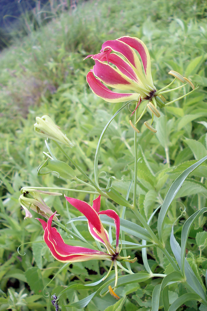 Image of Gloriosa superba specimen.