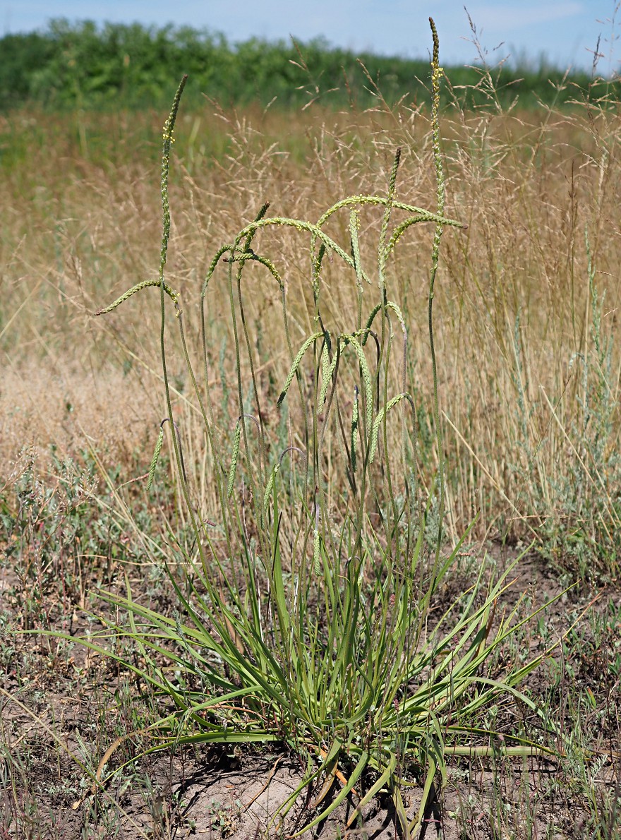 Изображение особи Plantago salsa.