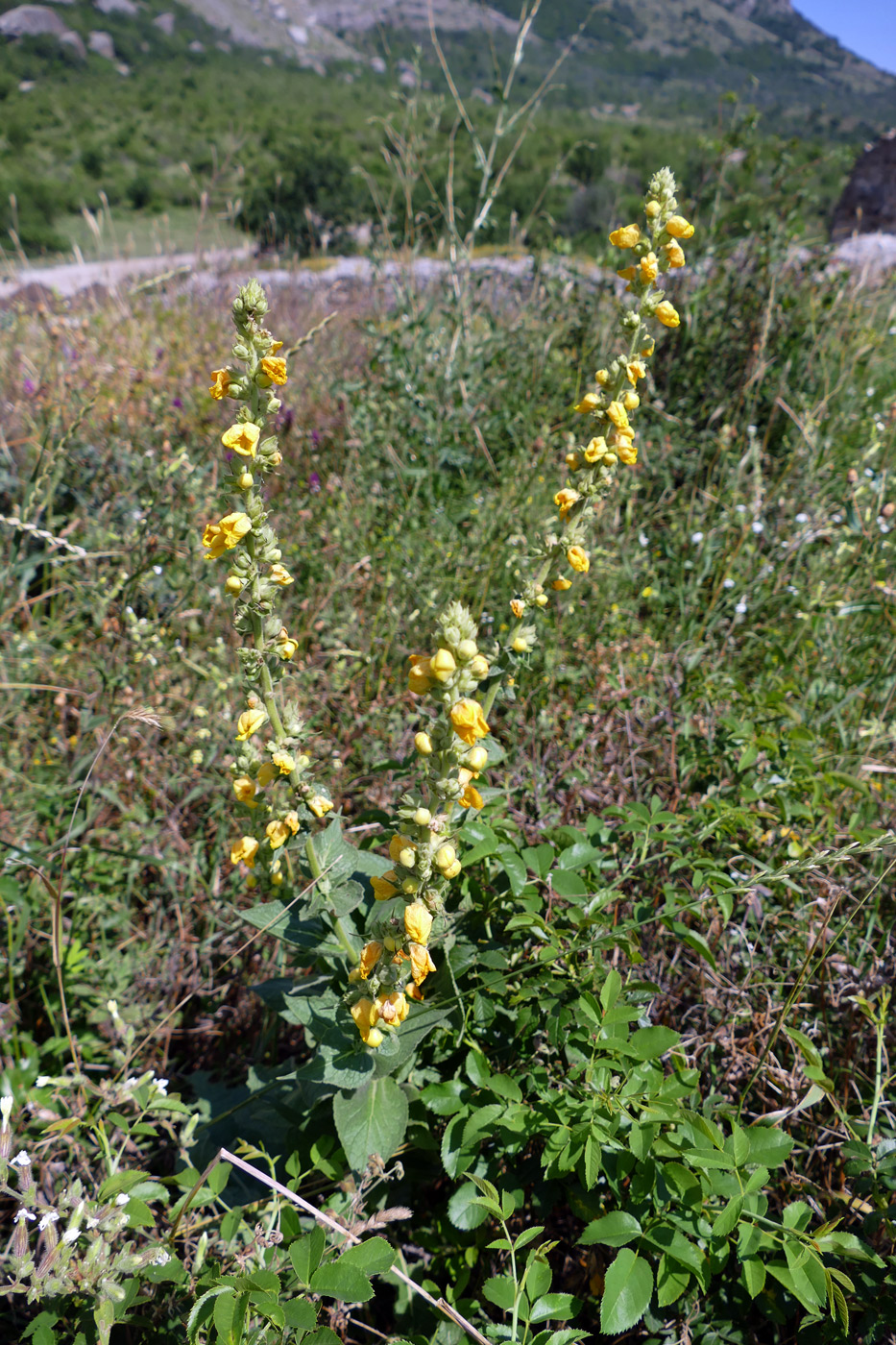 Image of Verbascum densiflorum specimen.