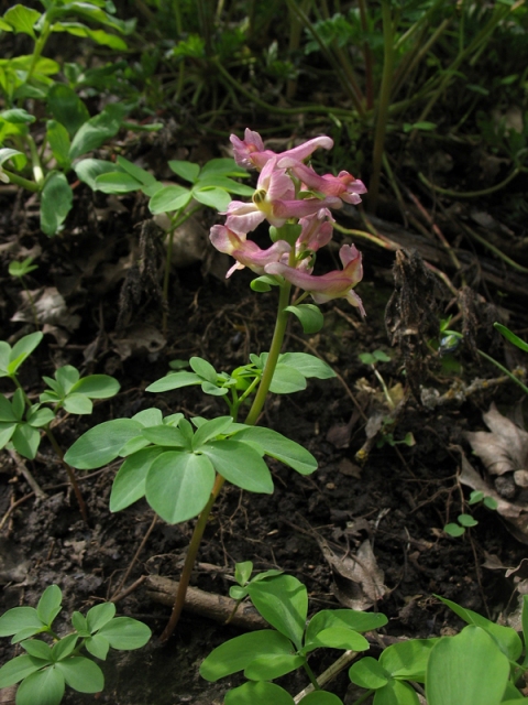 Image of Corydalis marschalliana specimen.