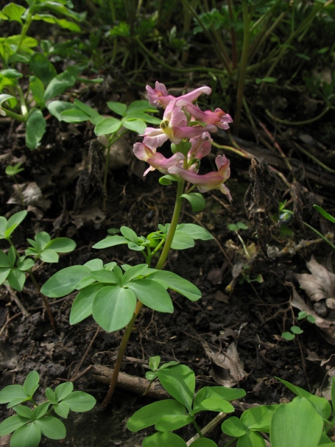 Изображение особи Corydalis marschalliana.