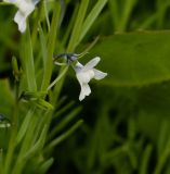 Linaria chalepensis. Часть побега с цветком. Израиль, Нижняя Галилея, г. Верхний Назарет, пустырь. 27.03.2022.