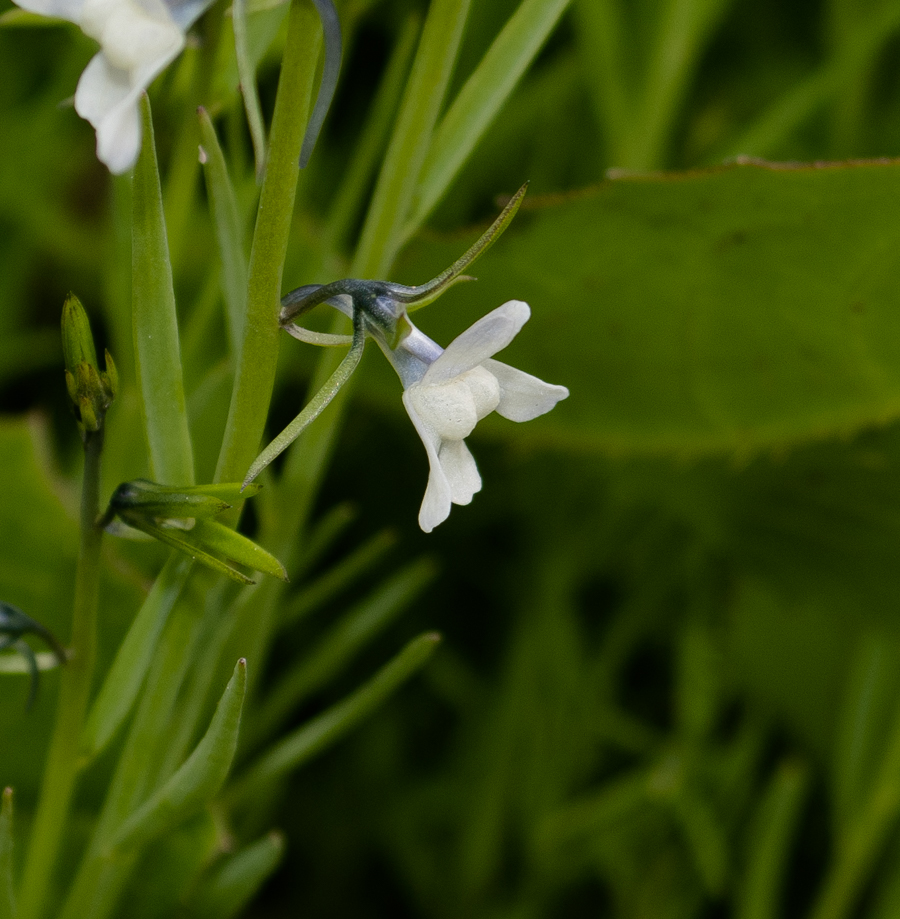 Изображение особи Linaria chalepensis.