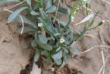 Symphyotrichum subulatum