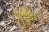 Astragalus aksaricus