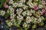 Sedum oppositifolium