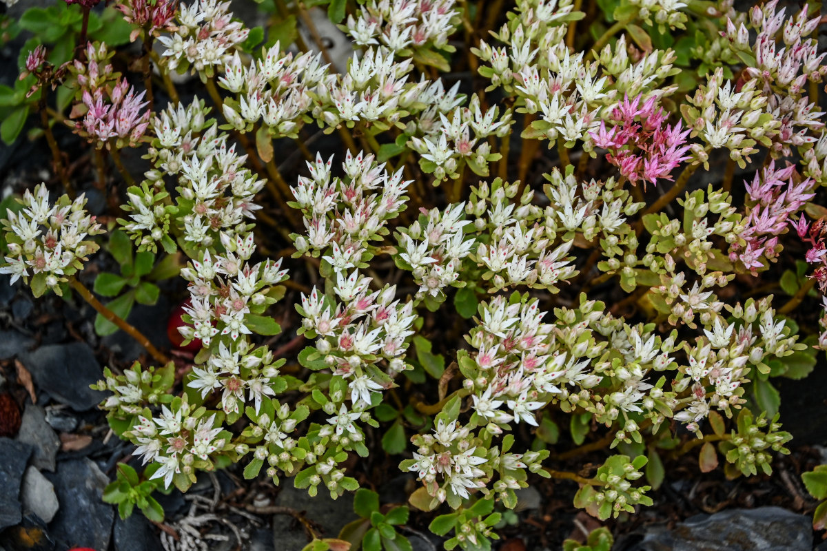 Image of Sedum oppositifolium specimen.