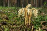 Hypopitys monotropa