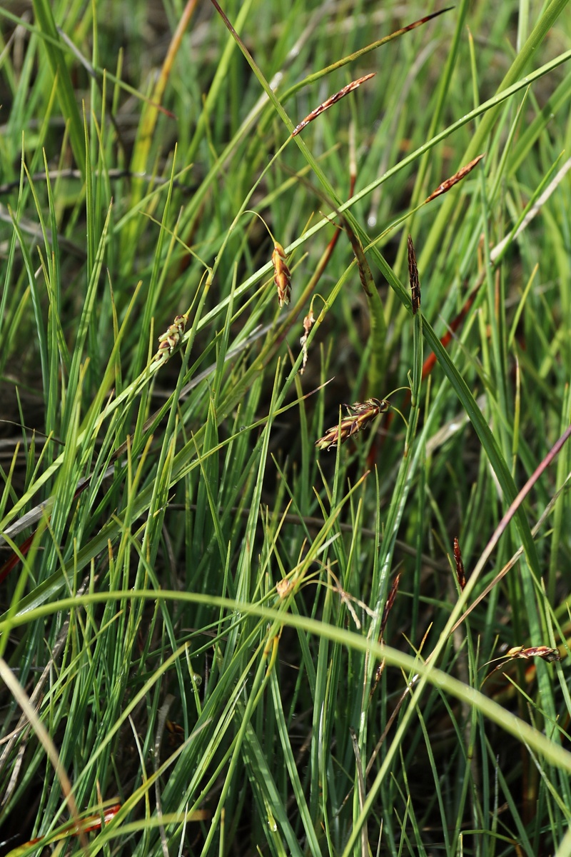 Изображение особи Carex rariflora.