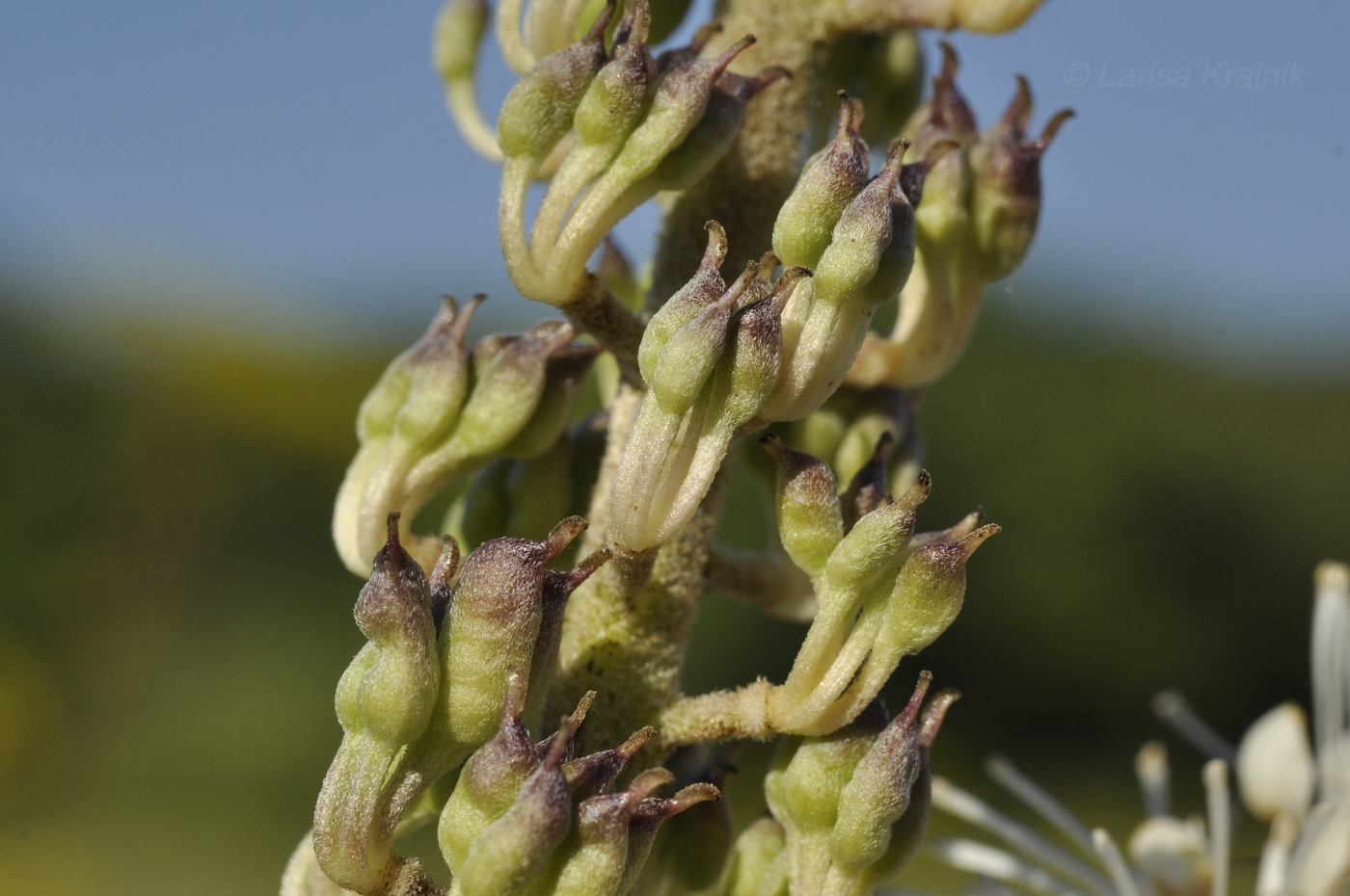 Image of Cimicifuga simplex specimen.