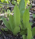 Crepis praemorsa. Розетка прикорневых листьев (видна абаксиальная поверхность). Пермский край, Кунгурский р-н, правый берег р. Сылва, ур. Камень Ермак, берёзово-сосновый лес, опушка. 04.06.2022.