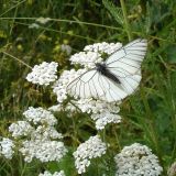 Achillea millefolium