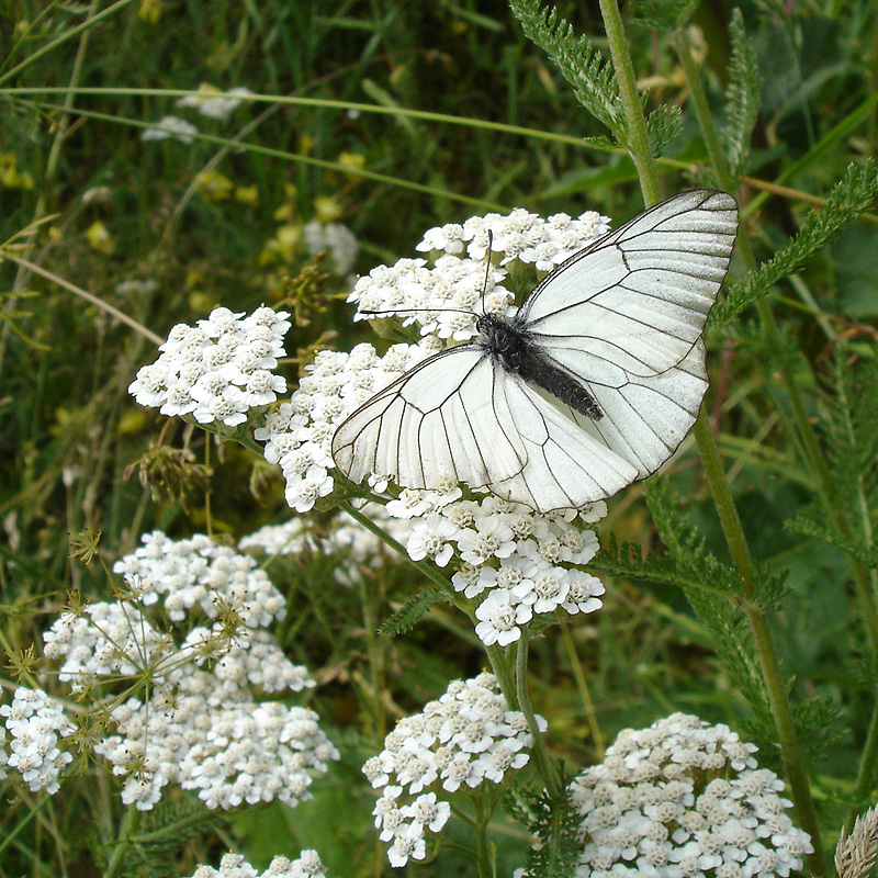 Image of Achillea millefolium specimen.