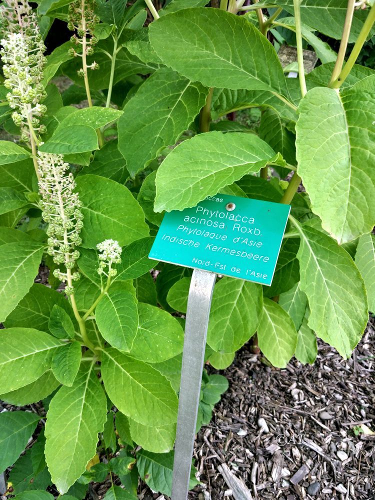 Image of Phytolacca acinosa specimen.