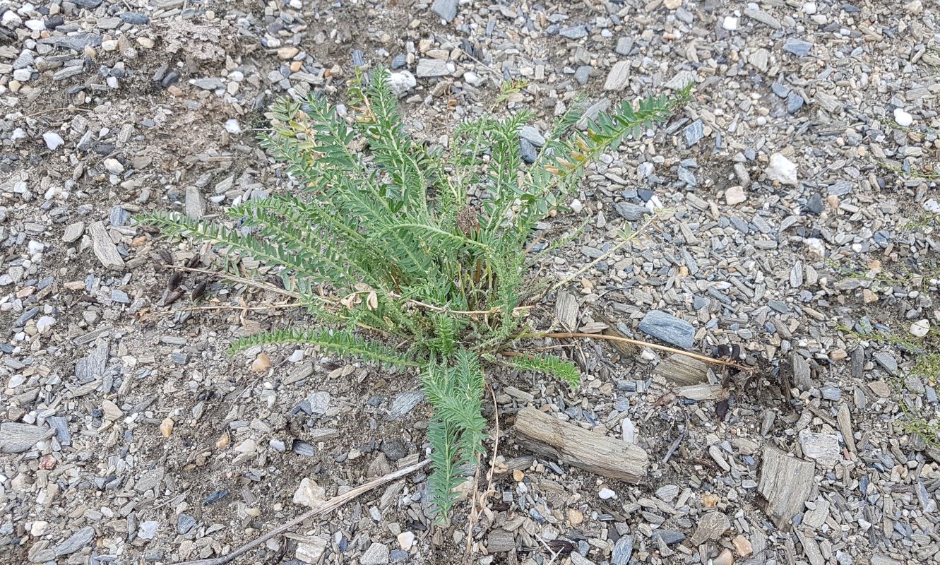 Image of Oxytropis stukovii specimen.