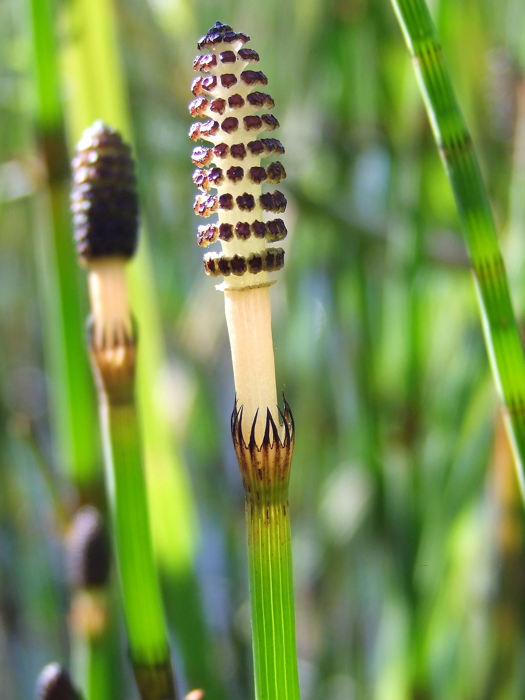 Image of Equisetum fluviatile specimen.