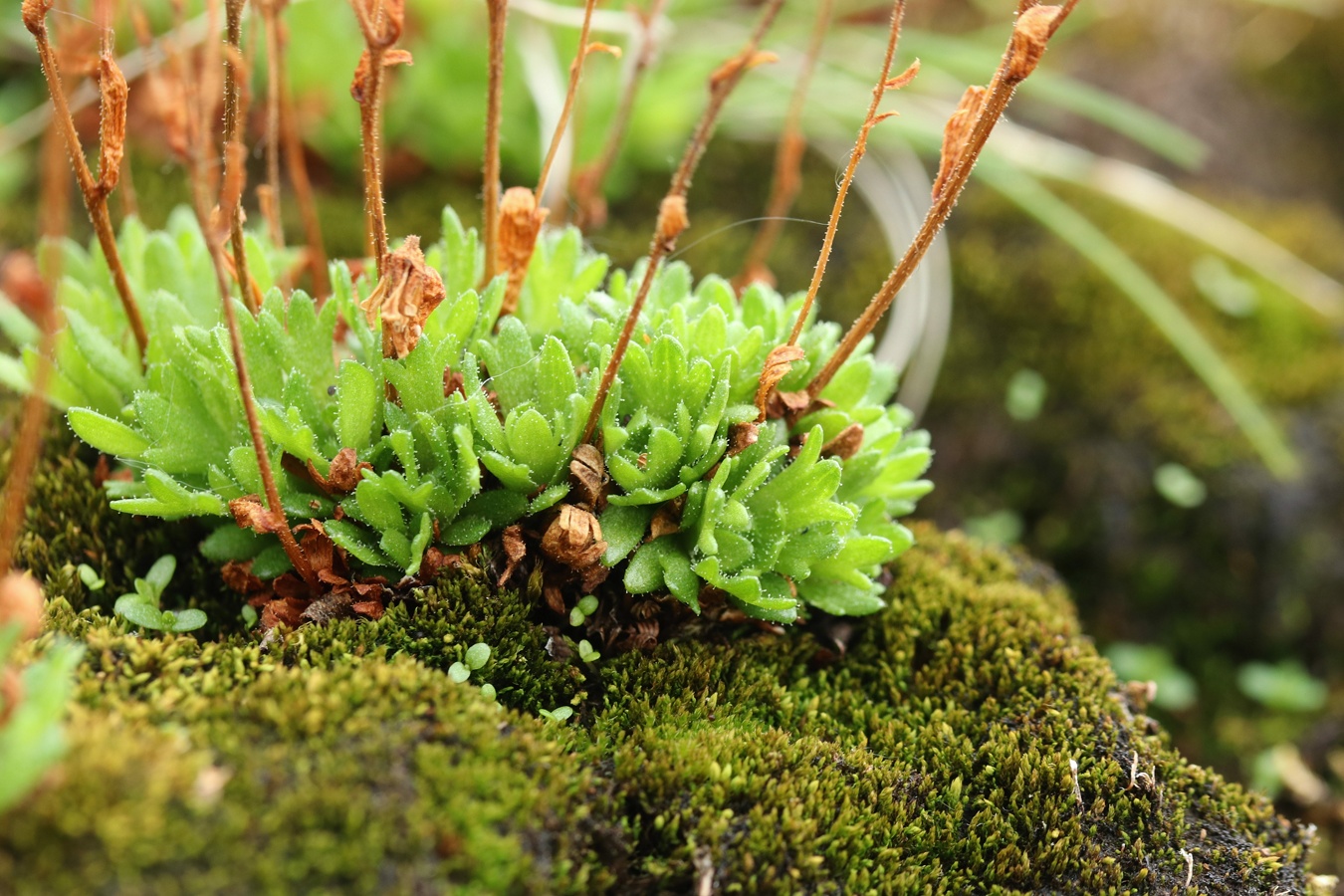 Изображение особи Saxifraga cespitosa.