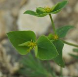 Euphorbia taurinensis