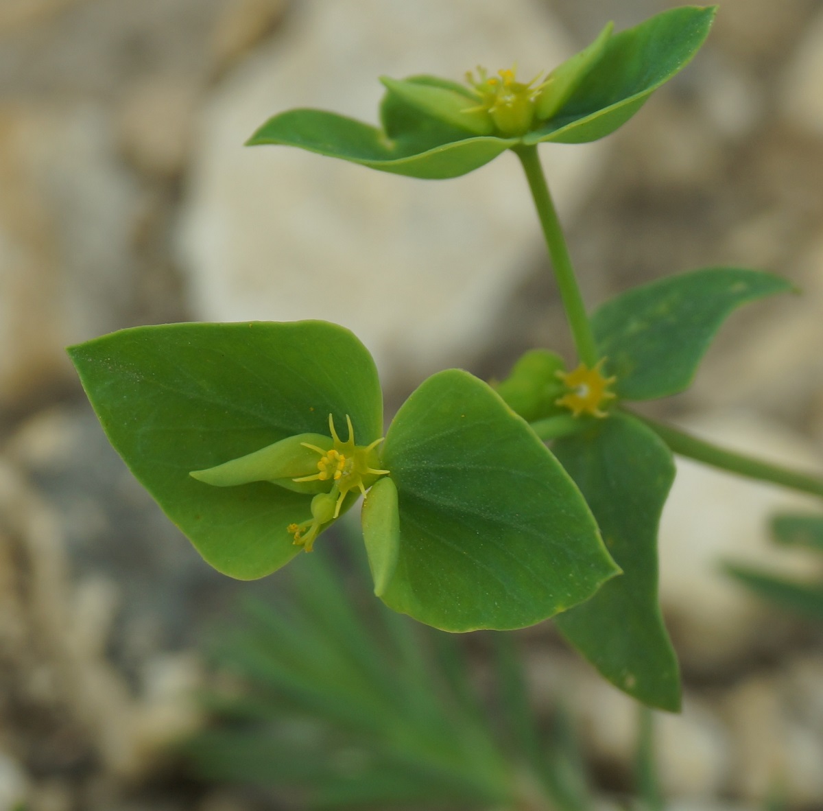 Изображение особи Euphorbia taurinensis.