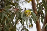 genus Eucalyptus. Верхушка побега с соцветием. Марокко, обл. Драа - Тафилалет, г. Варзазат, в культуре. 01.01.2023.