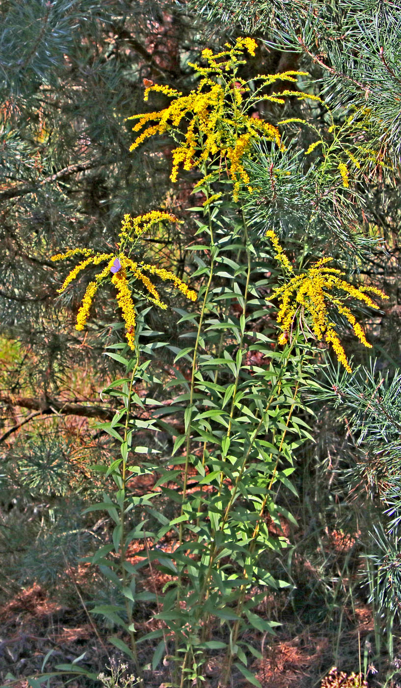 Изображение особи Solidago canadensis.