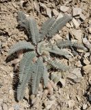 Astragalus leptophysus