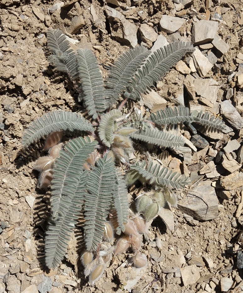Image of Astragalus leptophysus specimen.