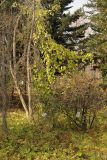 Pueraria lobata. Растение с листьями в осенней окраске. Приморский край, Уссурийский р-н, пос. Горнотаёжное, горнотаёжная станция ДВО РАН им. В.Л. Комарова. 23 октября 2009 г.
