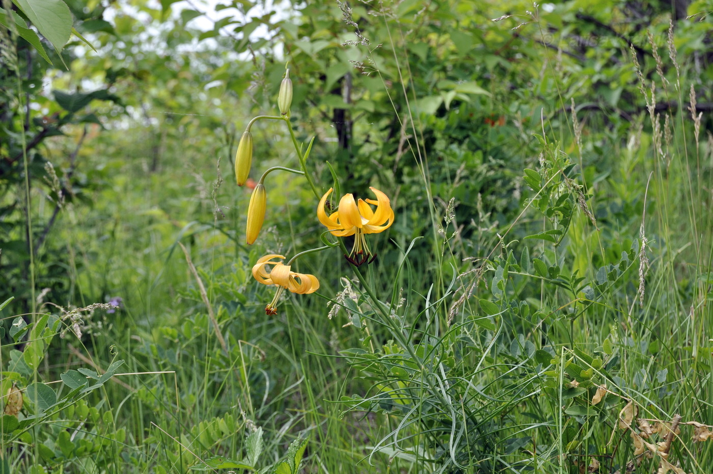 Image of Lilium pumilum specimen.