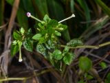genus Mirabilis