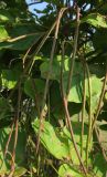 Catalpa bignonioides