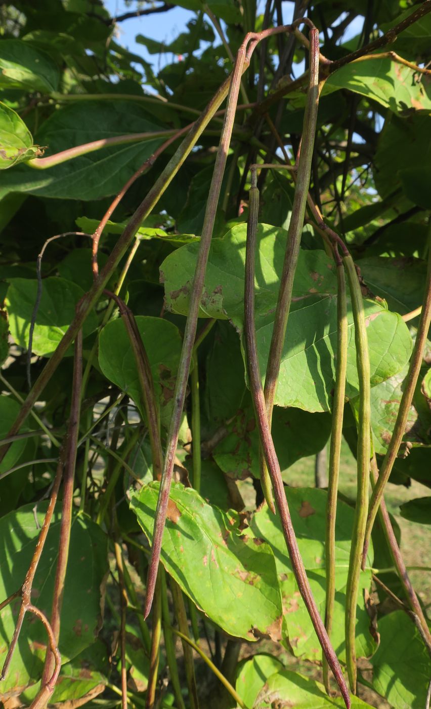 Изображение особи Catalpa bignonioides.