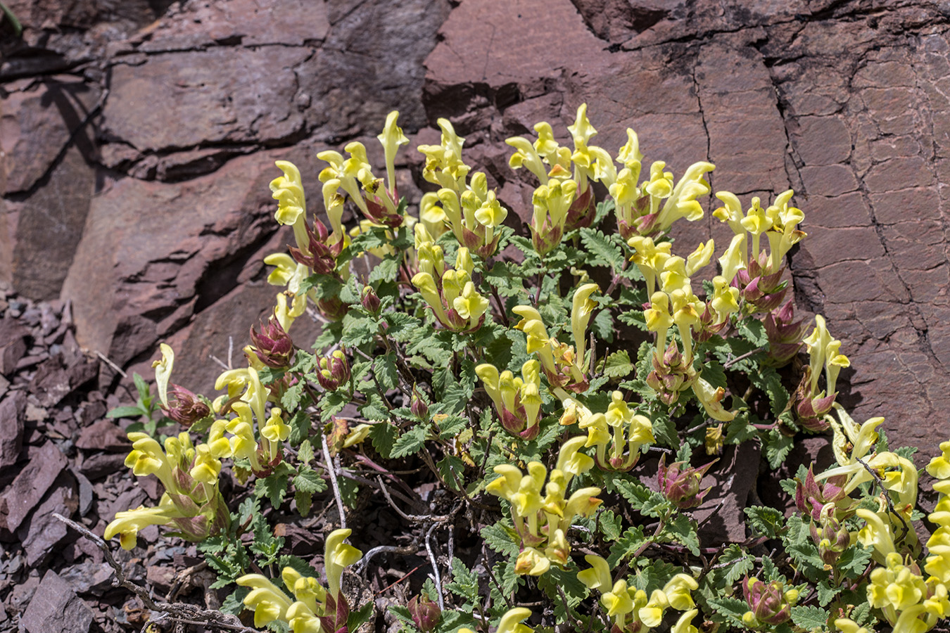 Изображение особи Scutellaria orientalis.